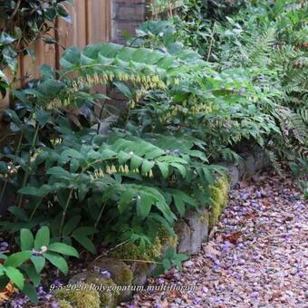 Polygonatum multiflorum