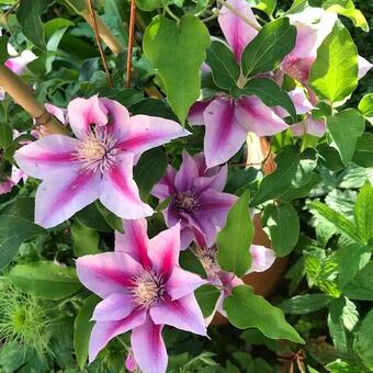 Clematis 'Poseidon'