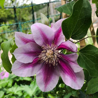 Clematis 'Poseidon'