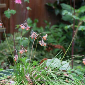 Tulbaghia montana