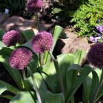 Allium 'Ostara' - Sierui - puinlook