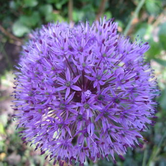 Allium