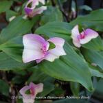 Tradescantia fluminensis 'Maiden's Blush' - Eéndagsbloem