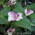 Tradescantia fluminensis 'Maiden's Blush'