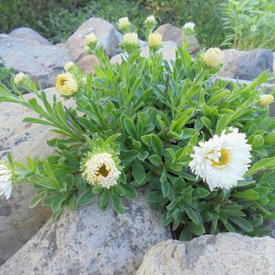 Alpenaster - Aster alpinus 'Albus'