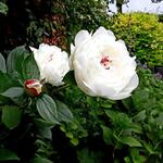 Paeonia lactiflora 'Festiva Maxima' - Pioen