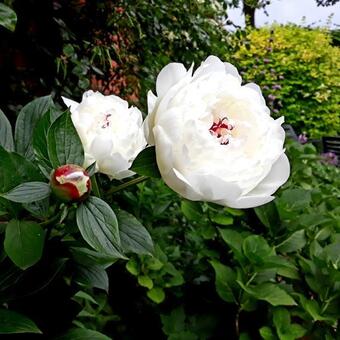 Paeonia lactiflora 'Festiva Maxima'