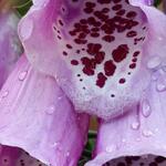 Digitalis purpurea ssp heywoodii - Vingerhoedskruid