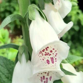 Digitalis purpurea ssp heywoodii