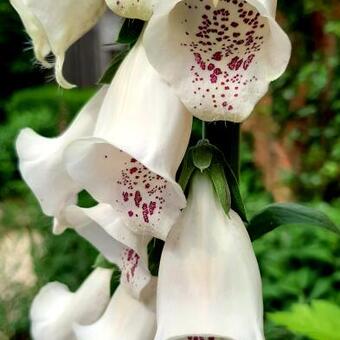 Digitalis purpurea ssp heywoodii