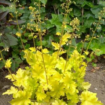 Heuchera 'Lime Marmalade'