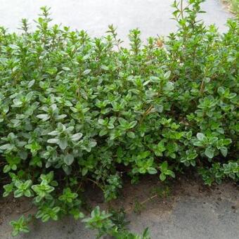 Thymus praecox 'Pseudolanuginosus'