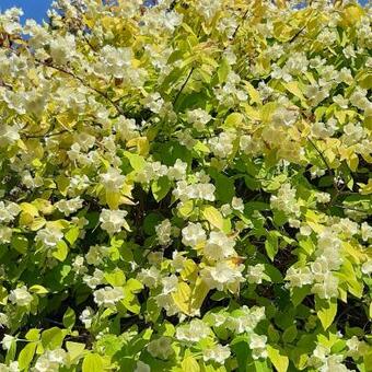 Philadelphus coronarius 'Aureus'