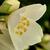 Philadelphus coronarius 'Aureus'