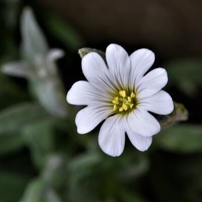 Viltige hoornbloem - Cerastium tomentosum var. columnae