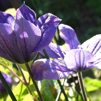 Clematis integrifolia  'Arabella'