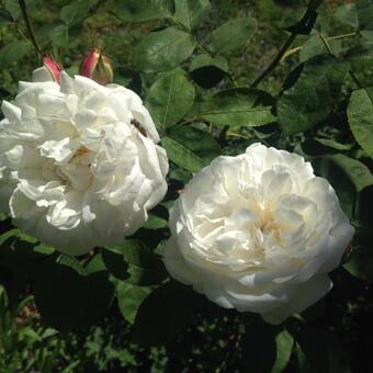 Rosa 'Winchester Cathedral'