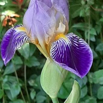 Iris germanica 'Alcazar'