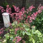 X Heucherella 'Pink Revolution' - Purperklokje - X Heucherella 'Pink Revolution'