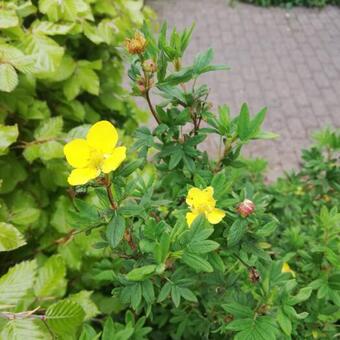 Potentilla fruticosa 'Kobold'