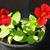 Mimulus 'Bonfire Red'