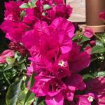 Bougainvillea spectabilis 'VERA Deep Purple' - Bougainville