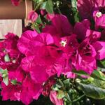 Bougainvillea spectabilis 'VERA Deep Purple' - Bougainville