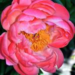 Paeonia 'Coral Sunset'  - Pioen - Paeonia 'Coral Sunset' 