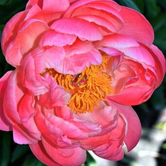 Paeonia 'Coral Sunset'