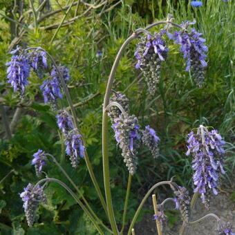 Salvia nutans