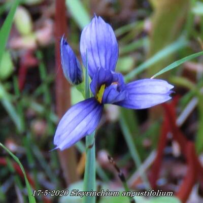 Bieslelie - Sisyrinchium angustifolium