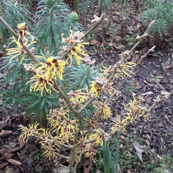 Hamamelis x intermedia 'Amanda'