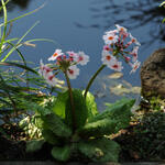 Primula japonica 'Apple Blossom' - Sleutelbloem / Japanse etageprimula - Primula japonica 'Apple Blossom'