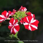 Verbena x peruviana SAMIRA 'Deep Red Star' - IJzerhard