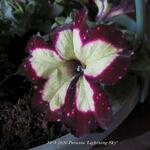 Petunia 'Lightning Sky' - Hangpetunia