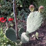 Opuntia robusta - Schijfcactus