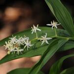 Maianthemum stellatum - Valse salomonszegel