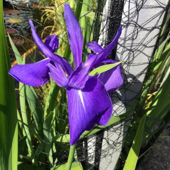 Iris laevigata 'Bleu'