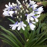 Agapanthus africanus 'Twister' - Afrikaanse lelie / Kaapse lelie / Tuberroos - Agapanthus africanus 'Twister'