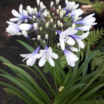 Agapanthus africanus 'Twister'