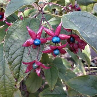 Clerodendrum trichotomum var. fargesii