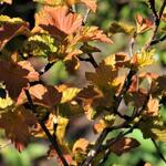 Physocarpus opulifolius 'Amber Jubilee' - Blaasspirea