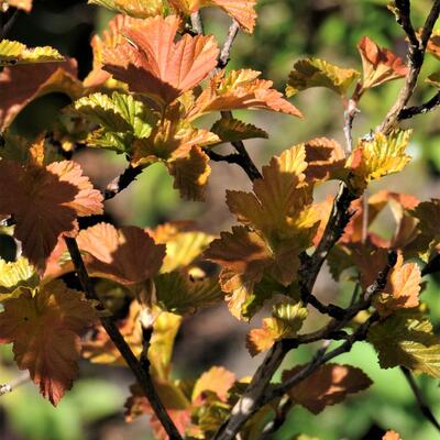 Blaasspirea - Physocarpus opulifolius 'Amber Jubilee'