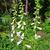 Digitalis purpurea 'Alba'