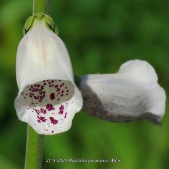 Digitalis purpurea 'Alba'