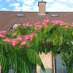 Albizia julibrissin 'Ombrella' - Slaapboom / Zijdeboom / Perzische slaapboom