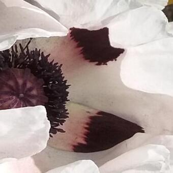 Papaver orientale 'Royal Wedding'