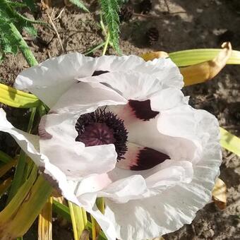 Papaver orientale 'Royal Wedding'