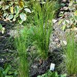 Stipa tenuissima 'Ponytails' - Mexicaans vedergras