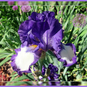 Iris germanica 'Stepping Out'